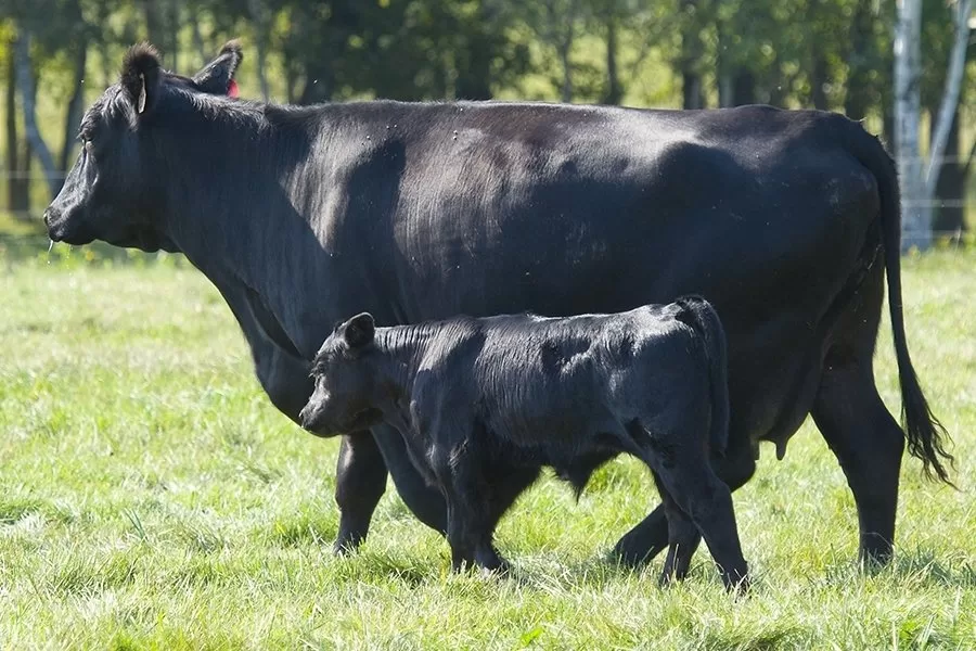 70 Terneras Angus