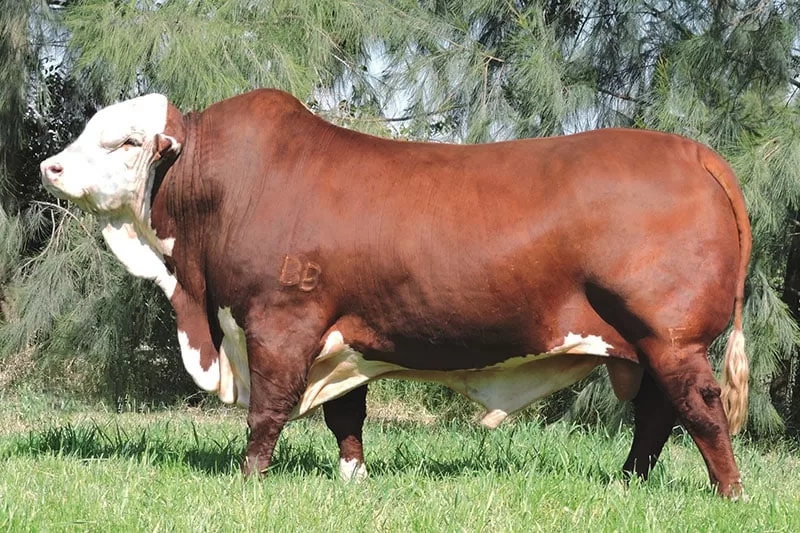 10 Toros Braford Reproductores