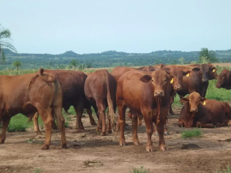 60 Vacas Brangus