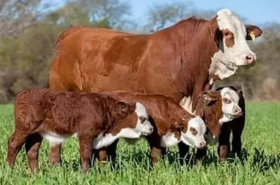25 Vacas con cria Braford