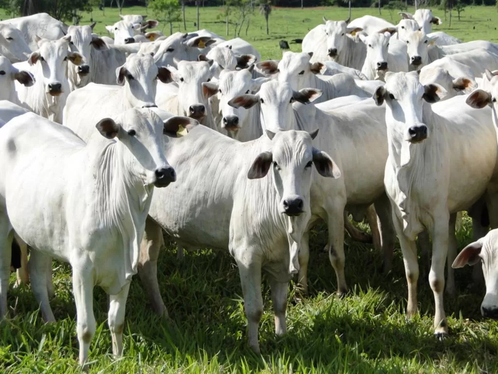 150 Novillos Nelore