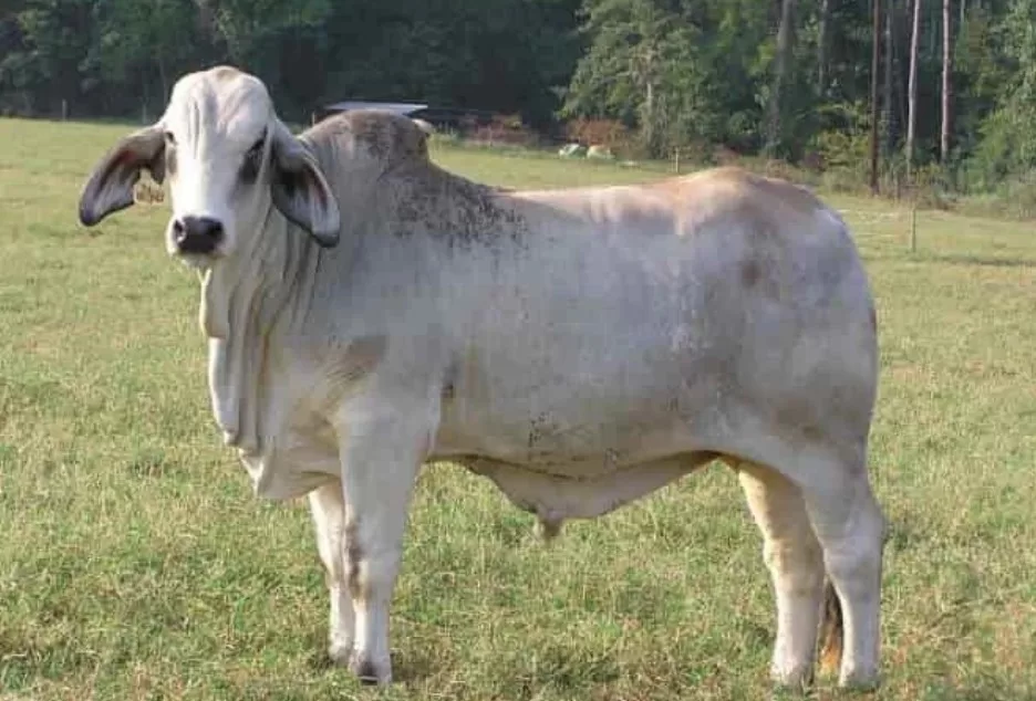 80 Novillos Brahman